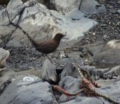 Brown Dipper.JPG