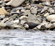 White-throated Dipper.JPG