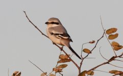 Chinese Grey Shrike.jpg