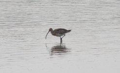 Eurasian Curlew.jpg