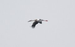 Oriental Stork.jpg