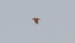 Lapland Longspur.jpg