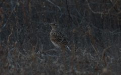 Eurasian Skylark.jpg