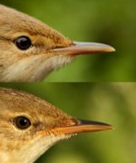 bill-comparison-Reed top, Marsh lower.jpg