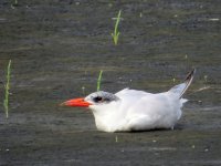 Caspian Tern (small).jpg