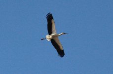 Oriental Stork.jpg