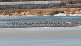 Ruddy Shelduck and Mallard.jpg