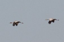 White-naped Crane.jpg