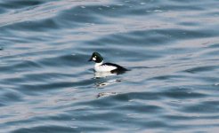 Common Goldeneye.jpg