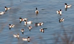 Common Shelduck.jpg