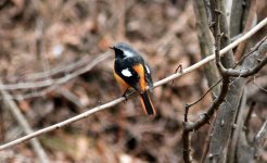 Daurian Redstart.jpg