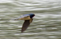 Barn Swallow April 2013.jpg