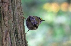 Goldcrest November 2014.jpg