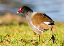 moorhen.jpg