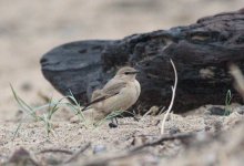 Isabelline-Wheatear-(28)-no-unsharp-no-nr.jpg