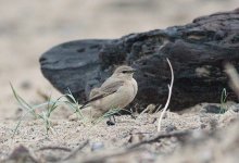 Isabelline-Wheatear-(28)-web.jpg