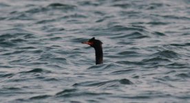 Pelagic Cormorant.jpg