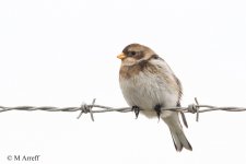 20150105-snow-bunting-DSC04671-Edit.jpg