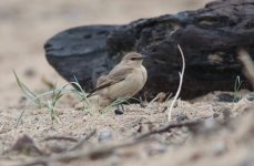 Isabelline-Wheatear-(28)-default-NR.jpg