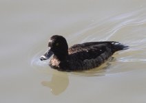ring-necked duck low res.jpg