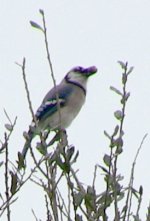 bluejay.jpg