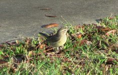 Palm Warbler.jpg