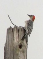 Red-bellied Woodpecker.jpg