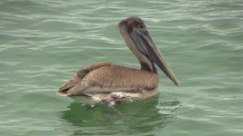 Brown Pelican Juvenile.jpg