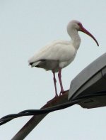 Ibis.jpg