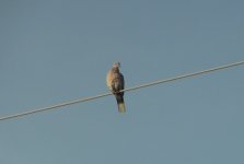 Mourning Dove.JPG