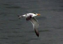 royal tern flight.jpg