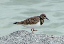 Ruddy Turnstone.jpg