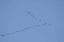 _FLOCK DSC_0084.JPG