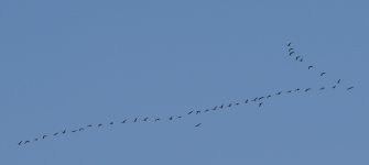 _FLOCK DSC_0085.JPG