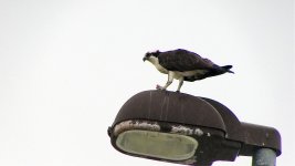 Osprey Feeding 2.jpg