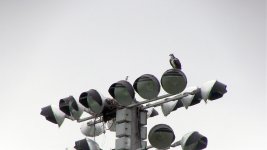 Osprey Adult and Juvenile.jpg