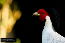 Silver Pheasant.jpg