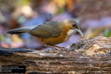 Rusty-cheeked Scimitar-Babbler.jpg