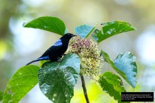 Asian Fairy Bluebird.jpg