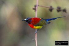 Gould's Sunbird.jpg