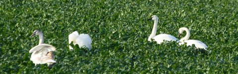 TrumpeterSwan3.JPG