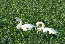 TrumpeterSwan4.JPG