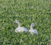 TrumpeterSwan5.JPG