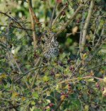 A  12 to 15metre Song Thrush, 10.11.14.jpg