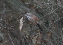 Beijing Babbler.jpg