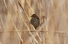 Little Bunting.jpg