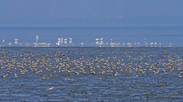 kentish plovers avocets DB MP sx60hs 400mm  IMG_6585.jpg