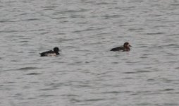 Tufted Duck.jpg