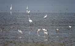 pied avocets DB MP sx60hs 1255mm IMG_6606.jpg