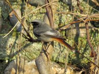 redstart black (61) (Medium).JPG